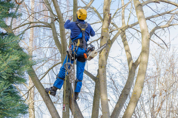 How Our Tree Care Process Works  in  San Luis, AZ